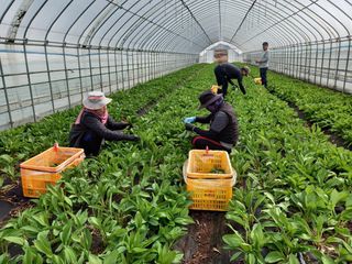 홍천산채농원님의 작성글 사진