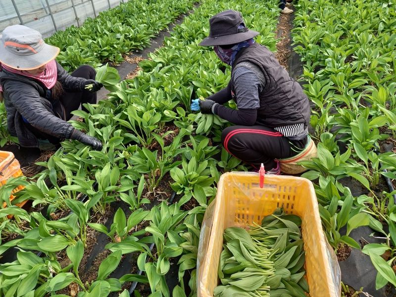 홍천산채농원님의 장터 판매 상품 [잎명이(고랭지 비가림하우스잎명이)] 첨부 사진