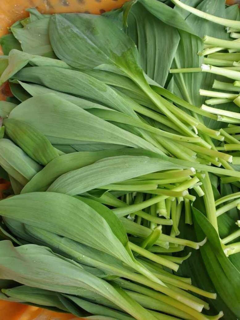 홍천산채농원님의 장터 판매 상품 [잎명이(고랭지 비가림하우스잎명이)] 첨부 사진