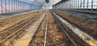 양배추경작님의 고구마 · 영농일지 작성글 사진