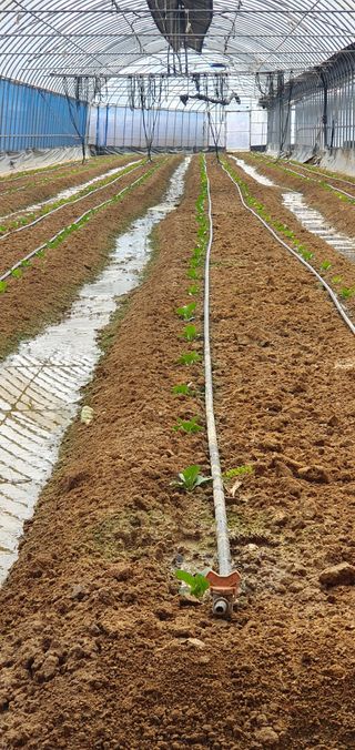 양배추경작님의 고구마 · 영농일지 작성글 사진