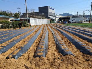 안성농부님의 감자 · 영농일지 작성글 사진