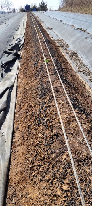 김종옥님의 고추 · 영농일지 작성글 사진