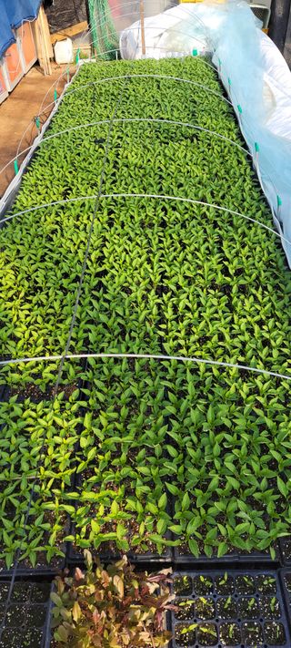 김종옥님의 고추 · 영농일지 작성글 사진