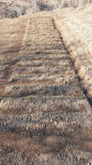 동읍초보임화영님의 마늘 · 영농일지 작성글 사진