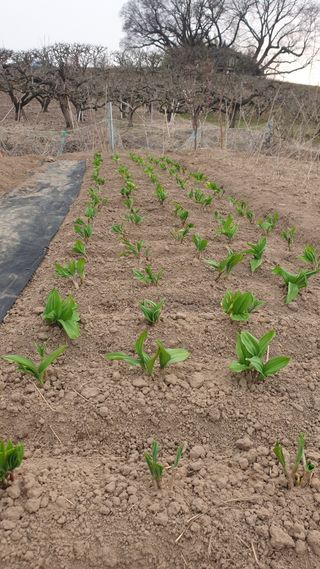 동읍초보임화영님의 마늘 · 영농일지 작성글 사진