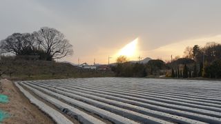 동읍초보임화영님의 마늘 · 영농일지 작성글 사진