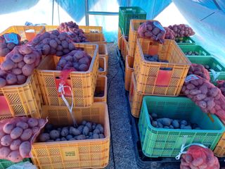 박영선님의 감자 · 자유게시판 작성글 사진