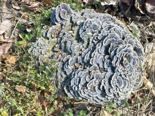 갑산 아리랑님의 자유주제 · 자유게시판 작성글 사진