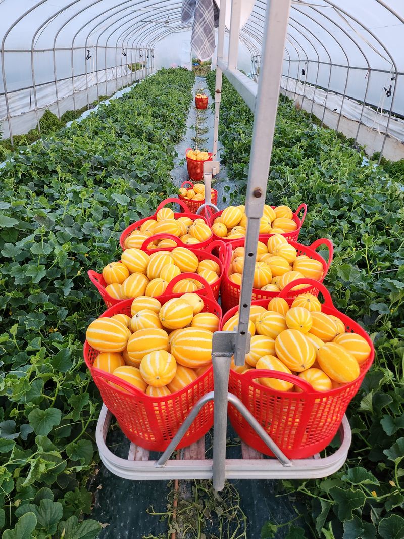 김대현님의 장터 판매 상품 [경북 성주참외 가정용 3kg(할인)] 첨부 사진