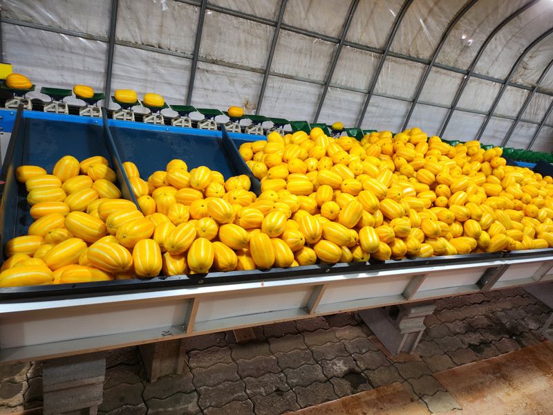 김대현님의 장터 판매 상품 [경북 성주참외 가정용 3kg(할인)] 첨부 사진