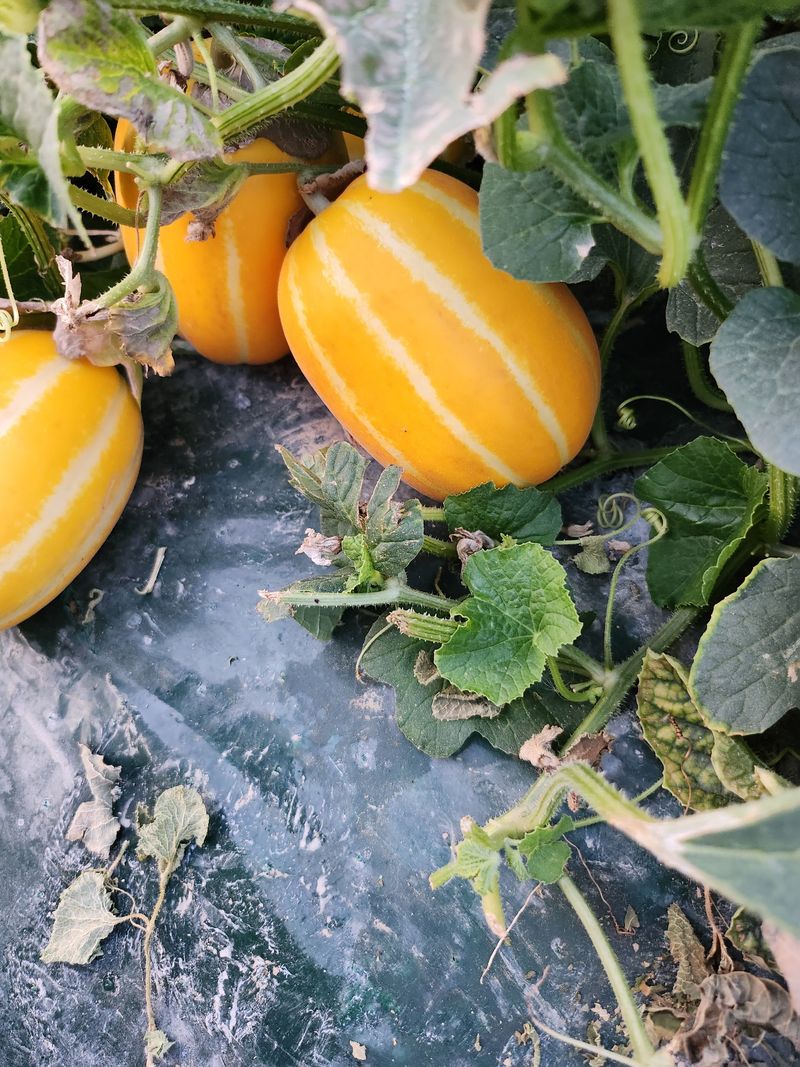 김대현님의 장터 판매 상품 [경북 성주참외 가정용 3kg(할인)] 첨부 사진