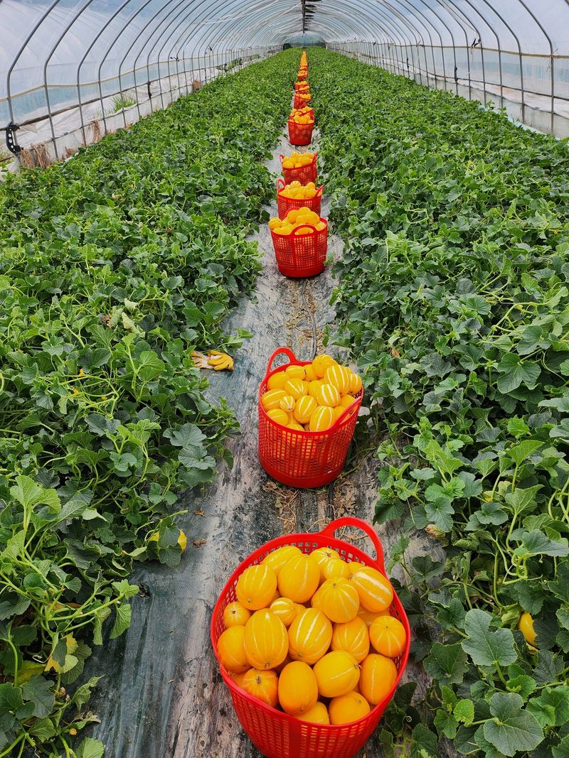 김대현님의 장터 판매 상품 [경북 성주참외 가정용 3kg(할인)] 첨부 사진