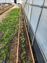 팜모닝 딸기·영농일지 게시글 이미지