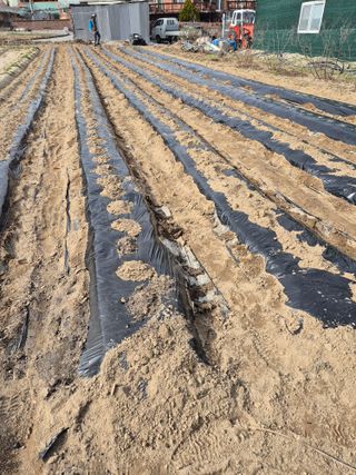 안성조윤서님의 감자 · 영농일지 작성글 사진