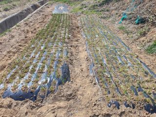 징금다리님의 3월 내 작물 자랑하기 · 참여글 작성글 사진