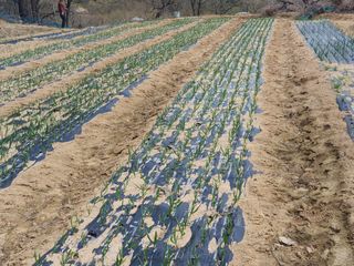 징금다리님의 3월 내 작물 자랑하기 · 참여글 작성글 사진
