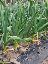 팜모닝 마늘·병해충상담 게시글 이미지