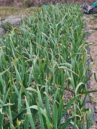 만능이되고픈농부님의 마늘 · 병해충상담 작성글 사진