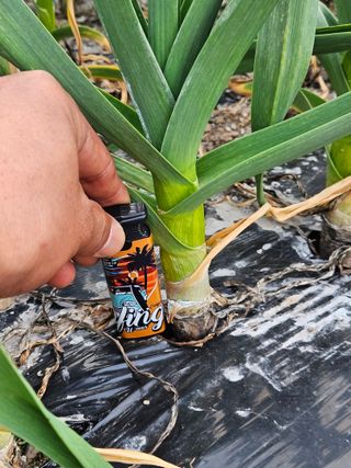 만능이되고픈농부님의 마늘 · 병해충상담 작성글 사진