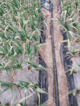 이미옥님의 농사, 무엇이든 물어보세요! · 참여글 작성글 사진