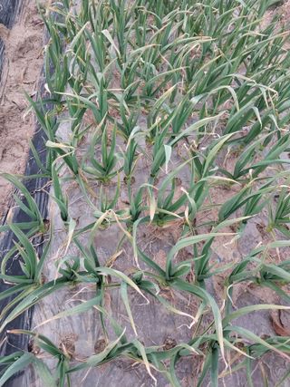 이미옥님의 농사, 무엇이든 물어보세요! · 참여글 작성글 사진