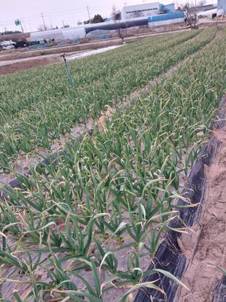 이미옥님의 농사, 무엇이든 물어보세요! · 참여글 작성글 사진