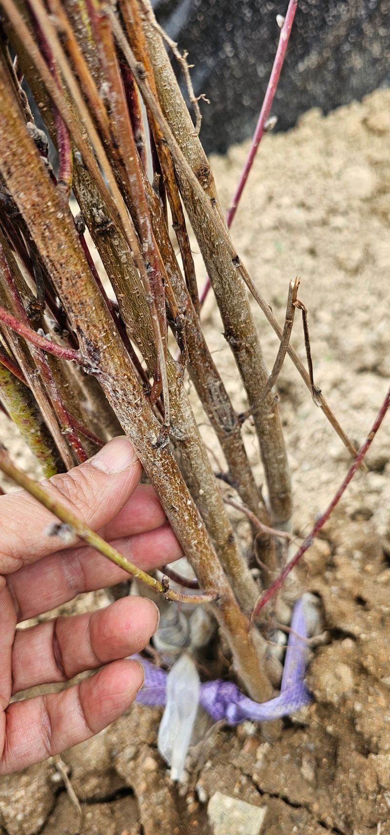 뿌리묘목농원님의 장터 판매 상품 [천중도 복숭아 접목1년생] 첨부 사진