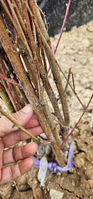 뿌리묘목농원님의 작성글 사진