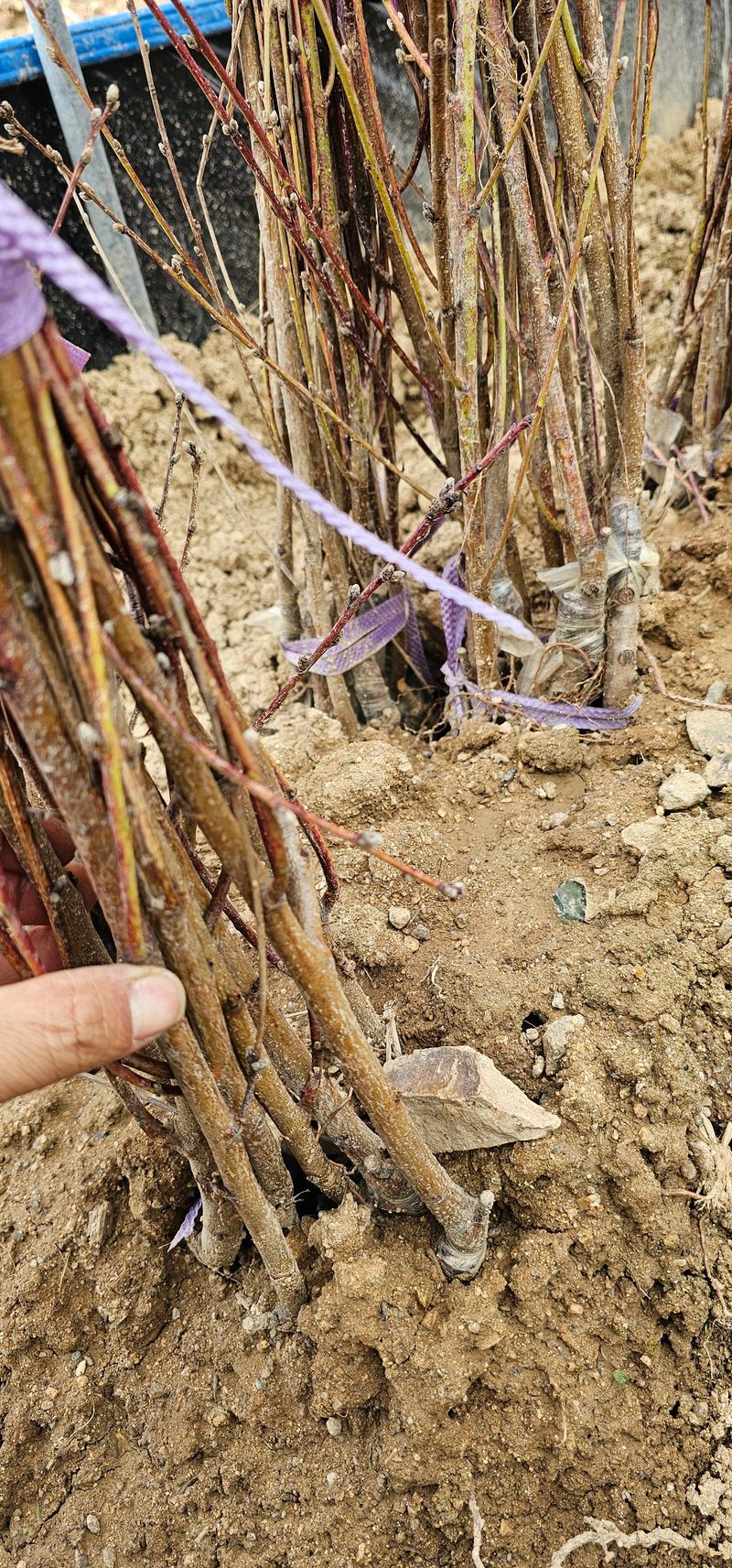 뿌리묘목농원님의 장터 판매 상품 [천중도 복숭아 접목1년생] 첨부 사진