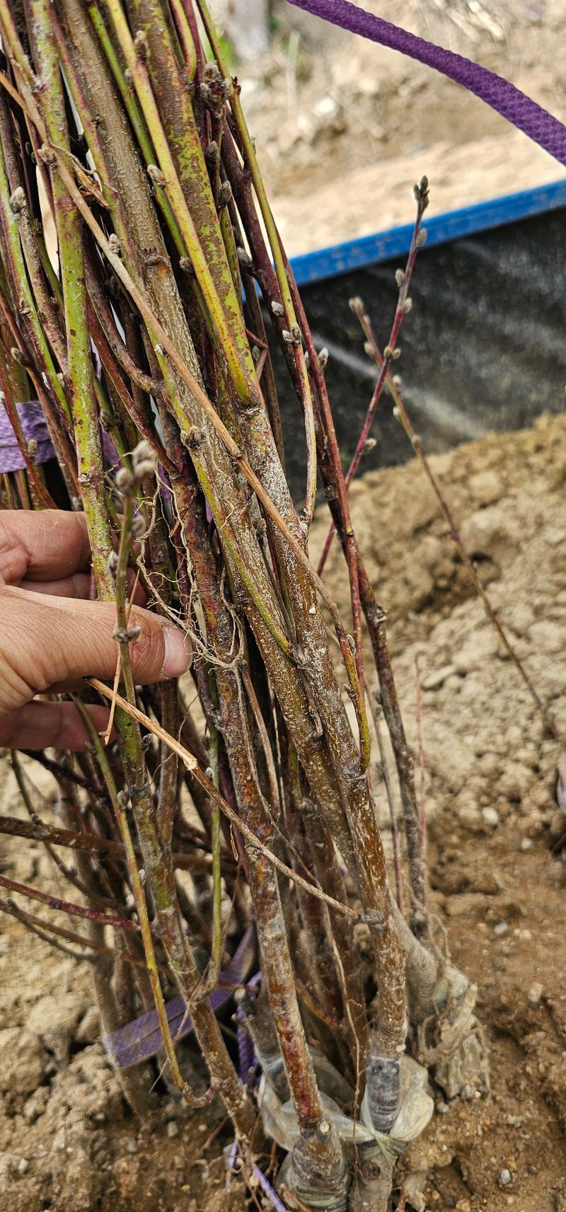 뿌리묘목농원님의 장터 판매 상품 [천중도 복숭아 접목1년생] 첨부 사진