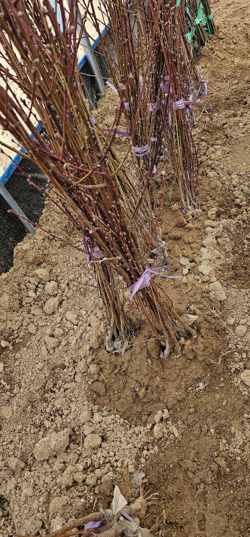 뿌리묘목농원님의 장터 판매 상품 [천중도 복숭아 접목1년생] 첨부 사진