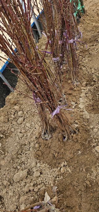 뿌리묘목농원님의 작성글 사진