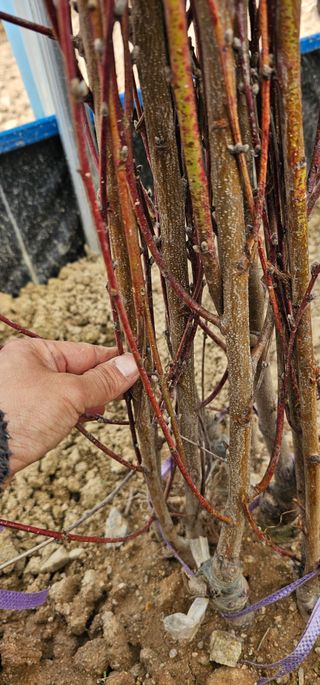 뿌리묘목농원님의 작성글 사진