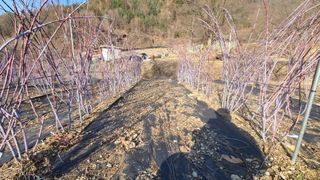 장봉덕님의 기타작물 · 영농일지 작성글 사진