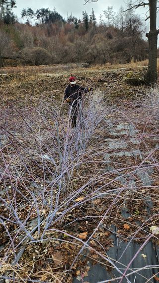 장봉덕님의 기타작물 · 영농일지 작성글 사진