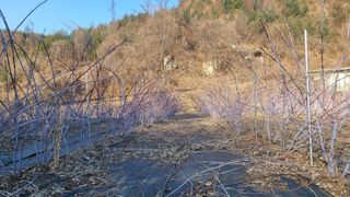 장봉덕님의 기타작물 · 영농일지 작성글 사진