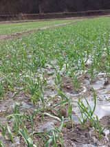 팜모닝 마늘·영농일지 게시글 이미지