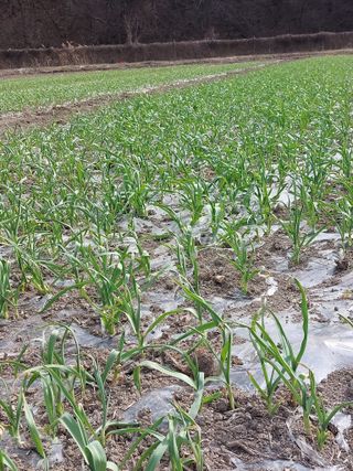 김병익님의 마늘 · 영농일지 작성글 사진