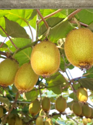 서울농장님의 들깨 · 자유게시판 작성글 사진