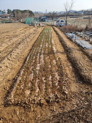 정석범님의 3월 내 작물 자랑하기·참여글 작성글 사진