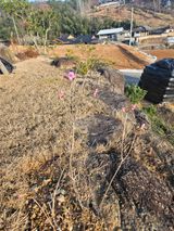 팜모닝 자유주제·자유게시판 게시글 이미지