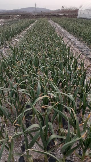 송광만님의 3월 내 작물 자랑하기 · 참여글 작성글 사진