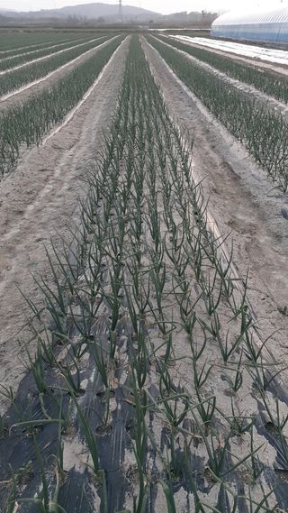 송광만님의 3월 내 작물 자랑하기 · 참여글 작성글 사진