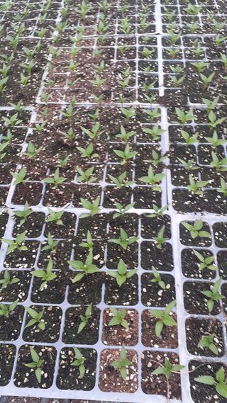 송광만님의 3월 내 작물 자랑하기 · 참여글 작성글 사진