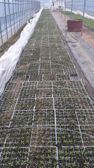 송광만님의 3월 내 작물 자랑하기 · 참여글 작성글 사진