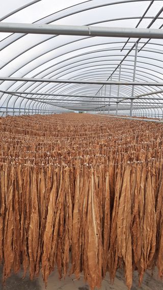 송광만님의 3월 내 작물 자랑하기 · 참여글 작성글 사진