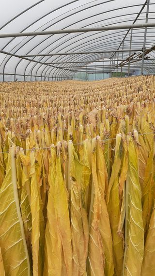 송광만님의 3월 내 작물 자랑하기 · 참여글 작성글 사진