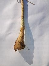 팜모닝 마늘·병해충상담 게시글 이미지