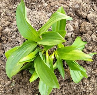 박순례님의 3월 내 작물 자랑하기 · 참여글 작성글 사진